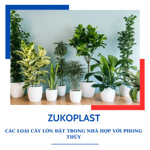 CÁC LOẠI CÂY LỚN ĐẶT TRONG NHÀ HỢP VỚI PHONG THỦY